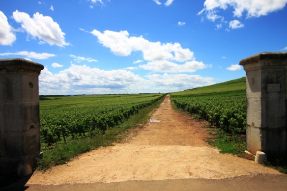 Vineyards in Vosne-Romanee